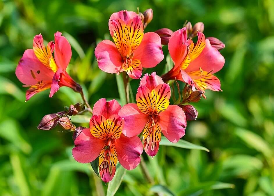 Non Gmo Red Alstroemeria Seeds