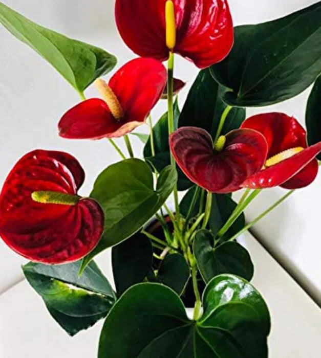 Non-GMO Bold Red Anthurium Linden Seeds for Home Gardening
