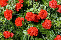 Non-GMO Red Carnation Seeds