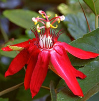 Non-GMO Red Passion Flower Seeds for Home Gardening