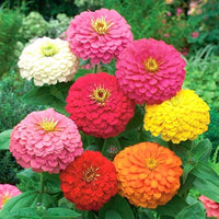 Non-GMO Red Purple Zinnia Flower Seeds