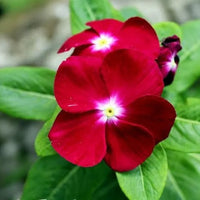 Non-GMO Red Periwinkle Vinca Seeds for Gardening