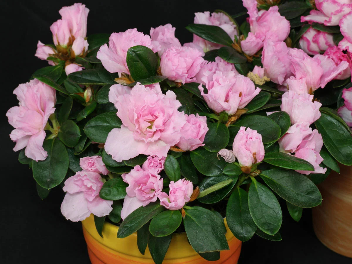 Non Gmo Rhododendron Simsii Seeds