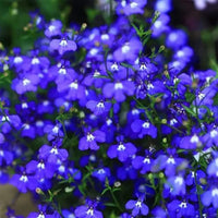 Non-GMO Rock Cress Planting Seeds