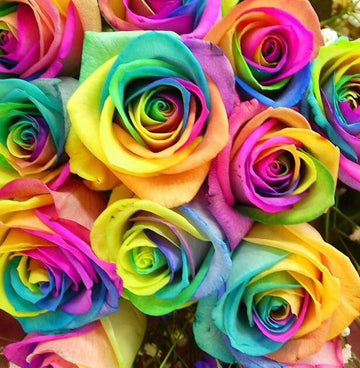 Non-GMO Mixed Rose Seeds for Planting