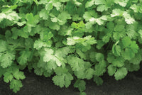 Non-GMO Santo Cilantro seeds for outdoor gardening