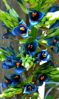Non-GMO Sapphire Tower Violet Seeds – Elegant Garden Flower