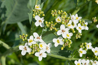 Non Gmo Seakale Flower Seeds