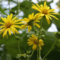 Non-GMO Silphium Perfoliatum Flower Seeds