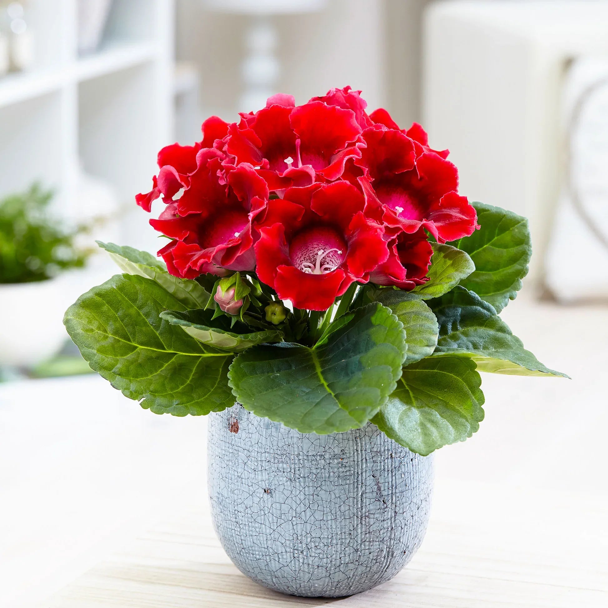 Premium Non-GMO Sinningia speciosa Seeds