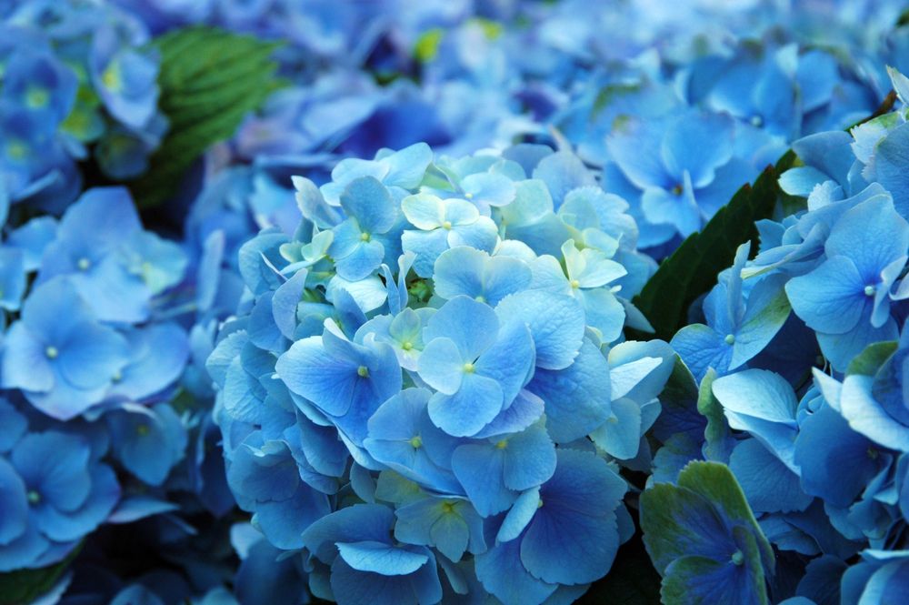 Premium Non-GMO Sky Blue Geranium Seeds