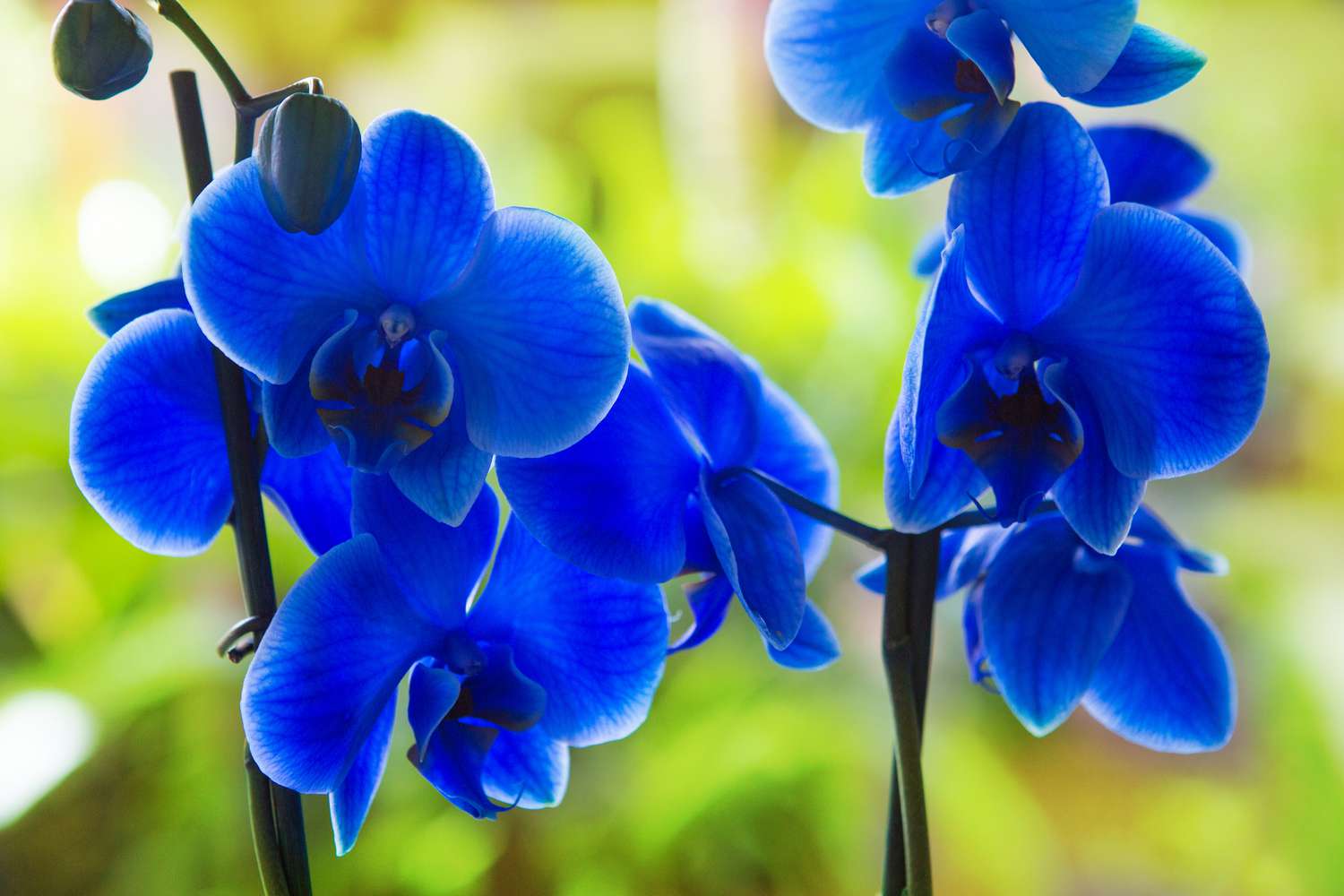 Non-GMO Sky Blue Orchid Seeds for Gardening