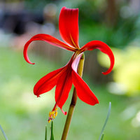 Non Gmo Sprekelia Flower Seeds