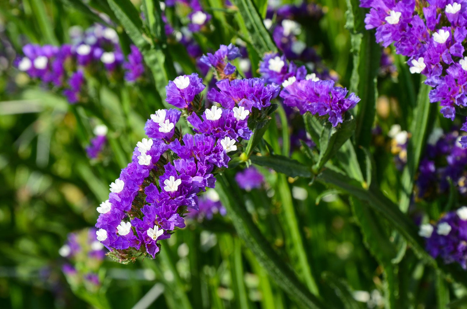 Non-GMO Statice Flower Seeds