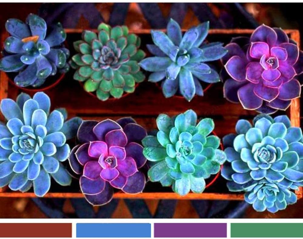 Non-GMO Succulent Seeds for Planting