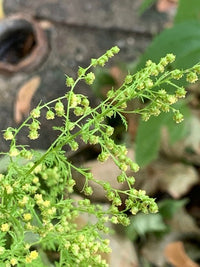 Non-GMO Sweet Annie herb seeds with fine fern-like foliage