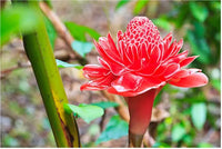Non-GMO Torch Ginger Flower Seeds for Gardening