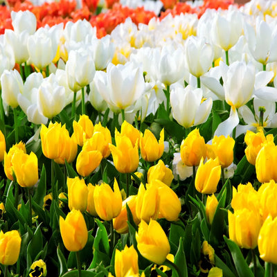 100 Pcs