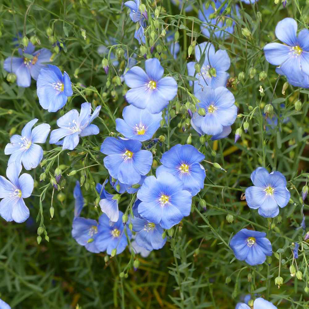 Non-GMO Usitatissimum Seeds for Home Gardening