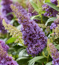 Non-GMO Violet Buddleia Seeds for Home Gardening