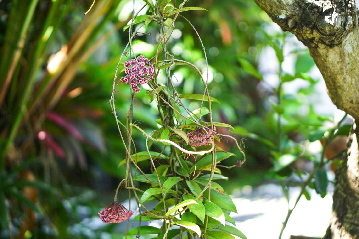 Non-GMO Violet Hoya Seeds
