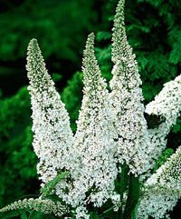 Non-GMO White Buddleia Seeds for Gardening