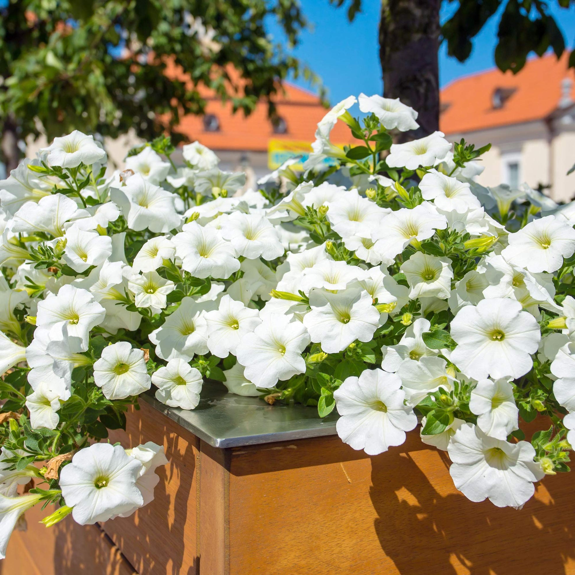 Non Gmo White Double Petunia Seeds