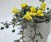 Non-GMO Yellow Balsam Seeds for Gardening