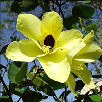 Non-GMO Yellow Bauhinia Seeds for Gardening