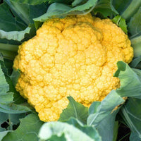 Non GMO yellow cauliflower seeds for home gardening