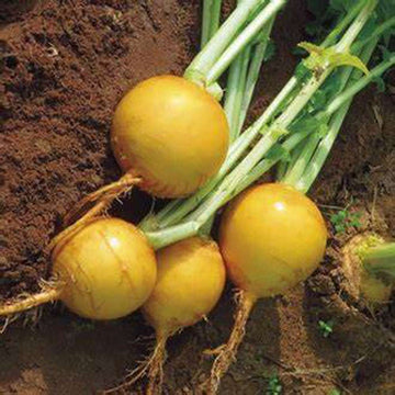 Non GMO yellow radish seeds