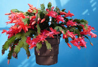 Non-GMO Zygocactus Flower Seeds Ideal for Indoor Gardening