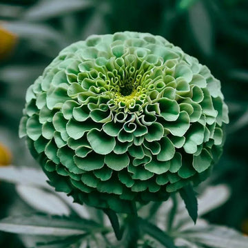 Green Zinnia Elegans Flower seeds for Planting Premium Quality Heirloom & GMO Free Seeds for Home Garden
 
 Sale seeds for home garden planting
