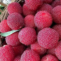 Northern Bayberry seeds for planting