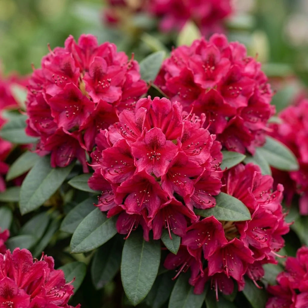 Red Rhododendron Seeds for Planting - Perennial Blooms
