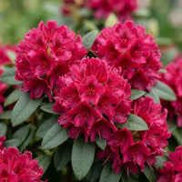 Red Rhododendron Seeds for Planting - Perennial Blooms