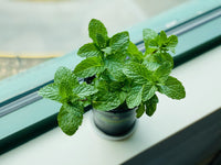 Mint Plant Seeds For Planting - Fresh Green Mentha Variety Vegetable Seeds