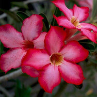 Adenium Obesum Desert Rose Doungdee B102 Garden Flower Seeds