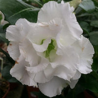 White Adenium Obesum Seeds Flower seeds for Planting Garden Favorite Heirloom & GMO Free Seeds for Home Garden