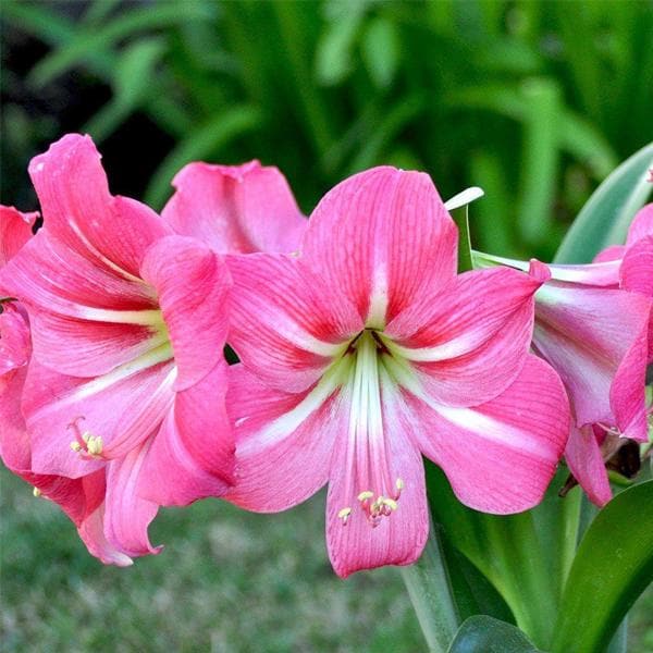 Pink Amaryllis Zwiebeln Flower Seeds - Perfect for Planting in Your Garden