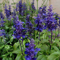Blue Cardinal Flower seeds for Planting - Fragrant Blossoms, Heirloom & GMO Free Seeds for Home Garden