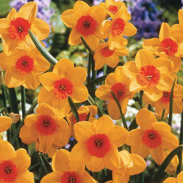 Orange Narcissus Flower Seeds for Planting Colorful Display Heirloom & GMO Free Seeds for Home Garden  Sale