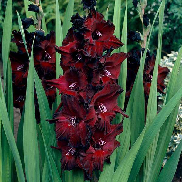 Burgundy Gladiolus Flower Seeds for Planting Compact Growth Heirloom & GMO Free Seeds for Home Garden
 
 Sale