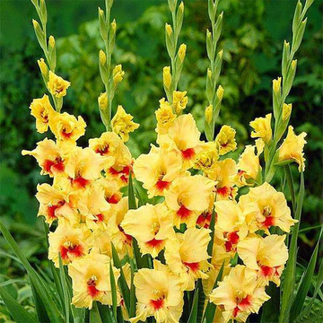 Yellow Red Gladiolus Flower Seeds Flower seeds for Planting Long Bloom Season Heirloom & GMO Free Seeds for Home Garden