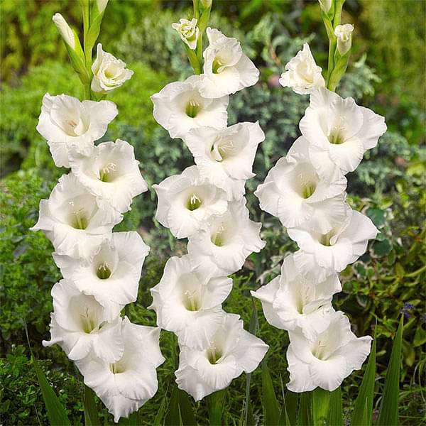 White Gladiolus Flower Seeds Wildflower Mix Heirloom & GMO Free Seeds for Home Garden
 
 Sale