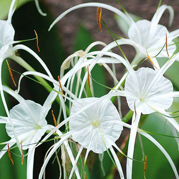 Hymenocallis Flower seeds for Planting Shade Tolerant Heirloom & GMO Free Seeds for Home Garden