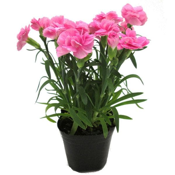 Pale Pink Carnation Flower Seeds Shade Tolerant Heirloom & GMO Free Seeds for Home Garden
 
 Sale