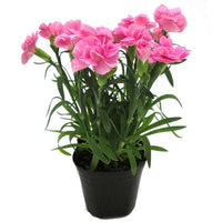 Pale Pink Carnation Flower Seeds Shade Tolerant Heirloom & GMO Free Seeds for Home Garden
 
 Sale