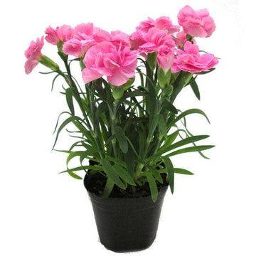 Pale Pink Carnation Flower Seeds Shade Tolerant Heirloom & GMO Free Seeds for Home Garden
 
 Sale
