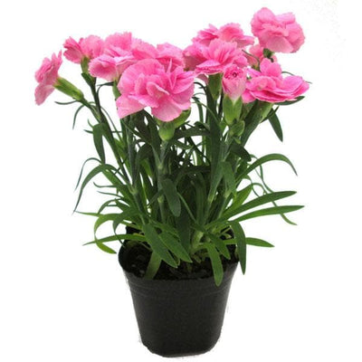 100 Pcs